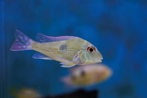 istock Red Head Tapajos freshwater fish - Geophagus sp. 2157730843