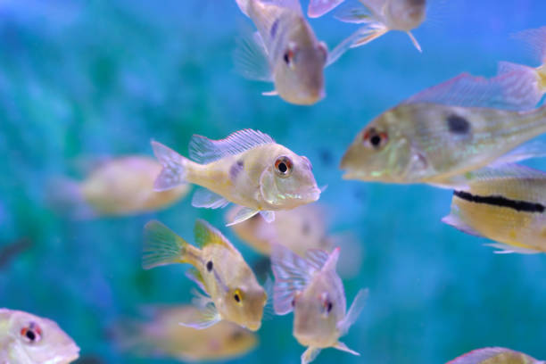 Geophagus is a genus of cichlids that mainly live in South America as far south as Argentina and Uruguay, but a single species, G. crassilabris is from Panama. They are found in a wide range of freshwater habitats