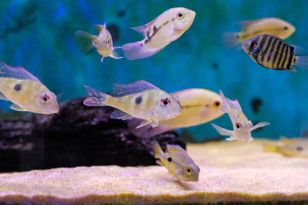 istock Red Head Tapajos freshwater fish - Geophagus sp. 2157730850