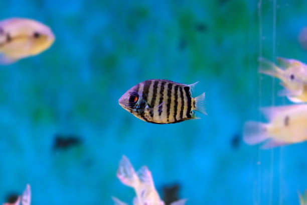 istock Banded cichlid fish - Heros efasciatus 2157730855