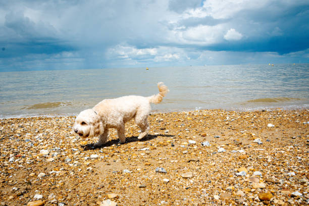 Cavapoo walking on Whitstable beach, sniffing sand and pebbles. Ominous clouds looming in background.