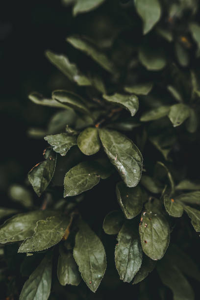 istock Plant Flower Leaves Botanical Wildlife 2157733238