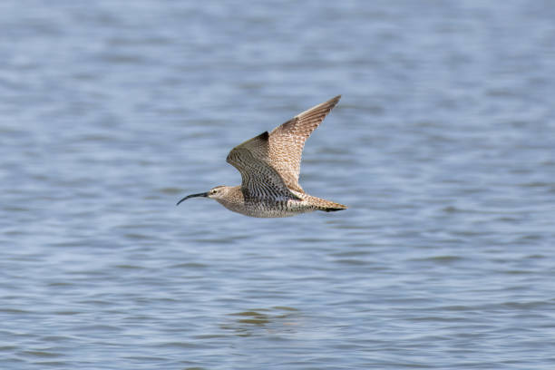 Whimbrel in flight over the sea.
