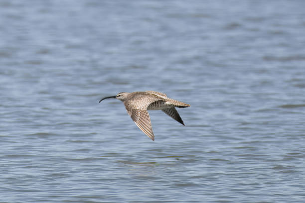 istock Whimbrel in flight over the sea. 2157735124