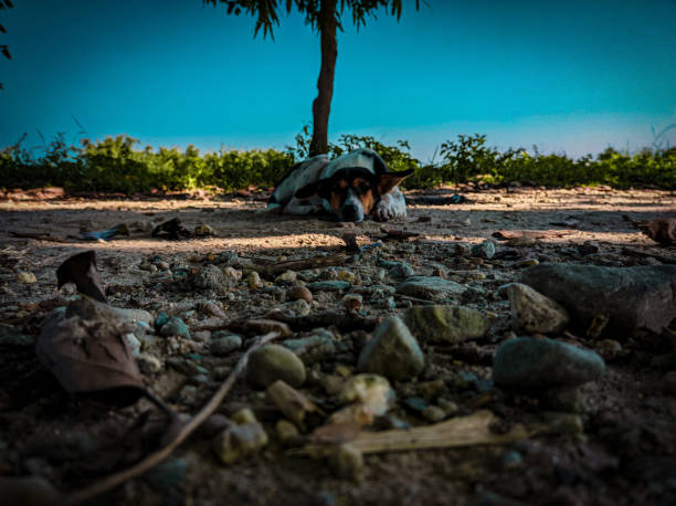 Dog lying on beach with trees and sea background