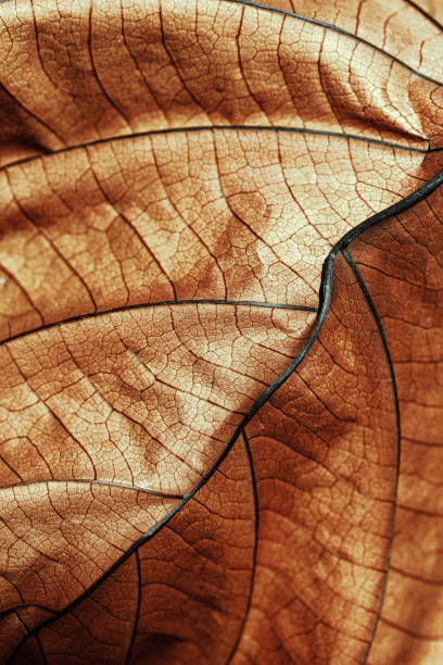 istock Autumn Dried leaf closeup at sunlight, macro trend, brown leaf as nature background. Fall aesthetic backdrop with natural veins texture of foliage, warm monochrome autumnal color, low depth of field 2157736947