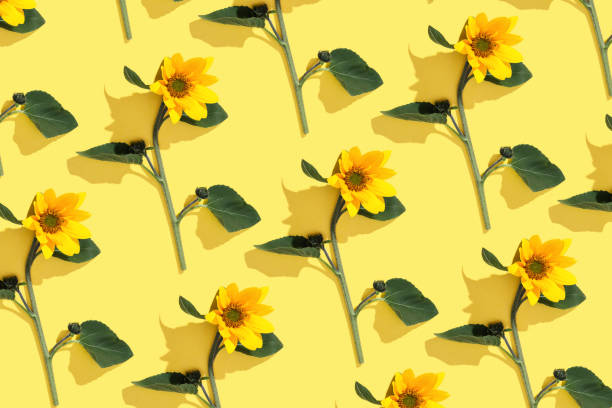 istock Floral linear pattern sunflowers with green leaf at sunlight on yellow background. Nature environment concept, season nature still life, blooming flower casting shadows, minimal trend flat lay 2157737027