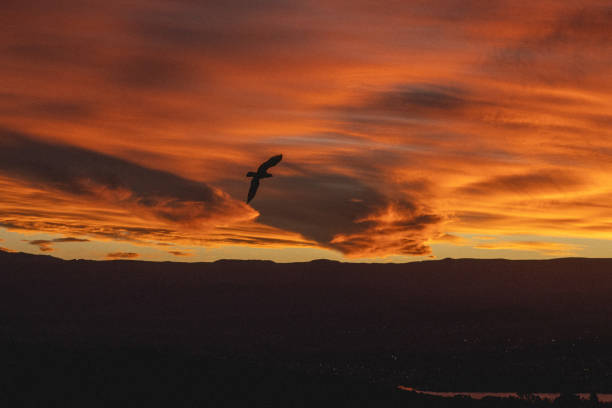 istock a bird in the sunset 2157737173