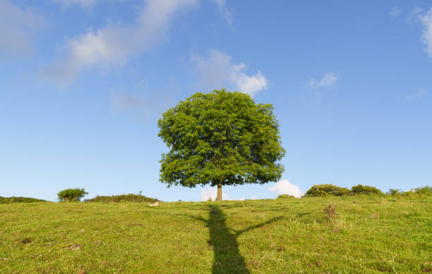 Fields and trees in a green hilly grassy landscape under a blue sky in sunlight in autumn, Voeren, Limburg, Belgium, November, 2022