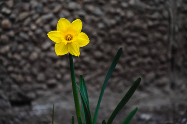 Yellow flowers garden background