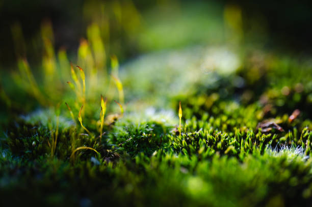 istock Macro of green moss 2157737810