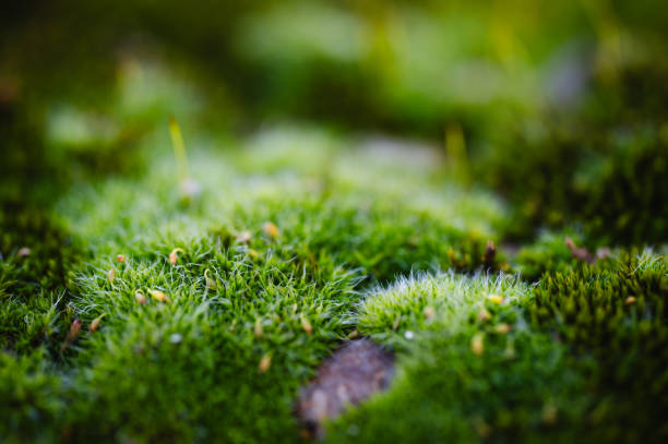 istock Macro of green moss 2157737817