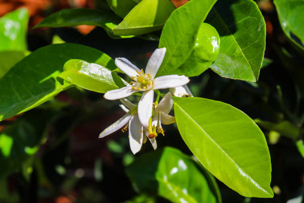 Citrus aurantium flower, from an orange fruit tree