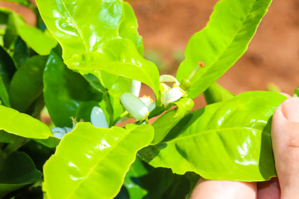 istock Citrus aurantium flower, from an orange fruit tree 2157738531