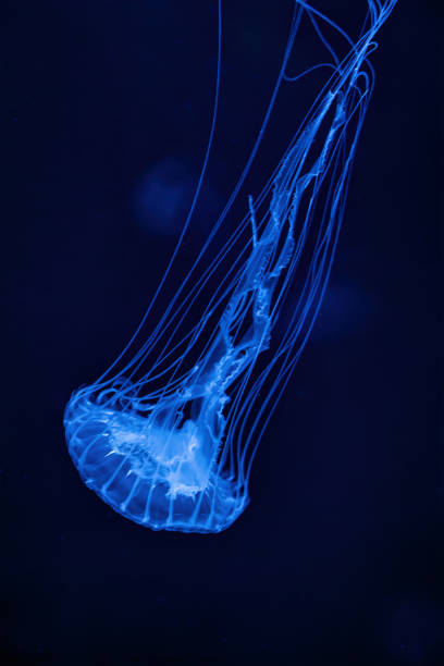 istock Sea jellyfish with long tentacles 2157738652