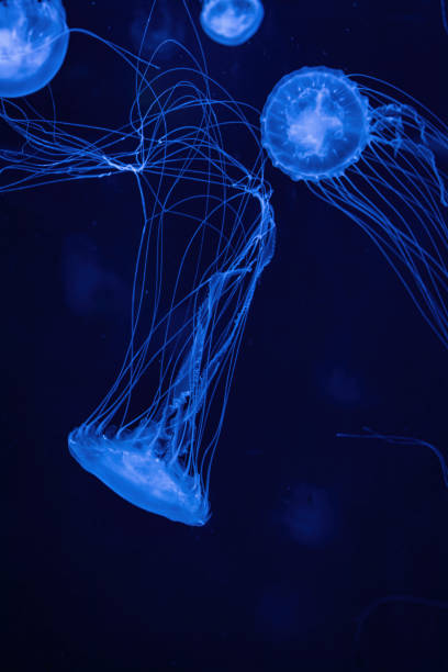 istock Sea jellyfish with long tentacles 2157738656