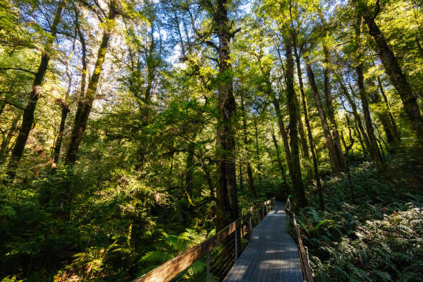 istock Rainforest Gallery Warburton in Victoria Australia 2157739545