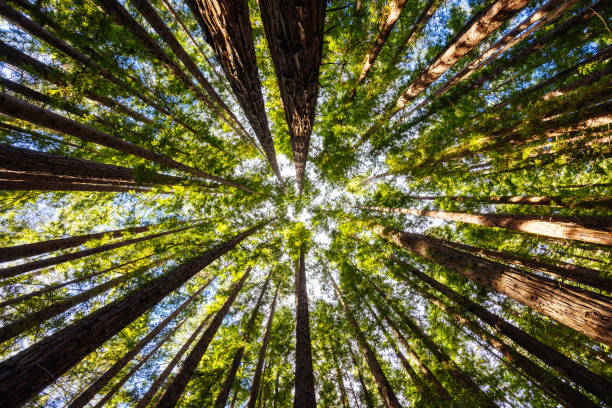 istock Cement Creek Redwood Forest in Australia 2157739572