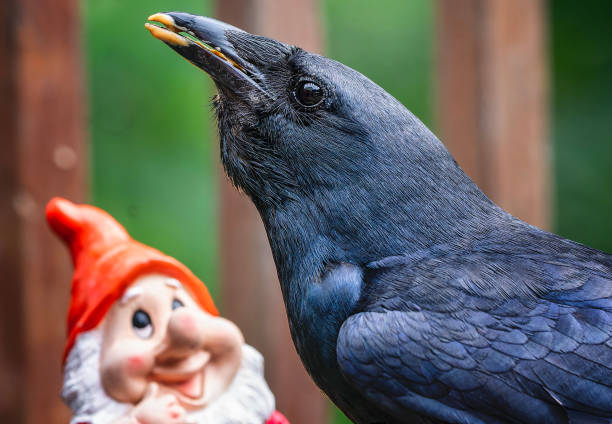 A large black bird lands next to the garden Gnome