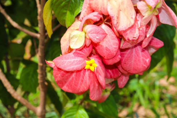 Mussaenda flower with delicate pink and yellow petals