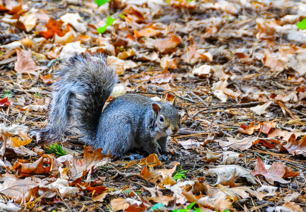 istock Gray Squirrel (Sciurus carolinensis) rodent squirrel looking for food in fallen leaves 2157741112