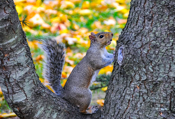 istock Gray Squirrel (Sciurus carolinensis) On a tree in the park, Manhattan 2157741123