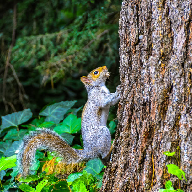 Red squirrel sitting in elder tree during heavy rainfall
