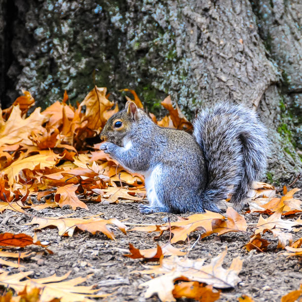 Gray Squirrel (Sciurus carolinensis) rodent squirrel looking for food in fallen leaves in Manhattan Park, New York, USA