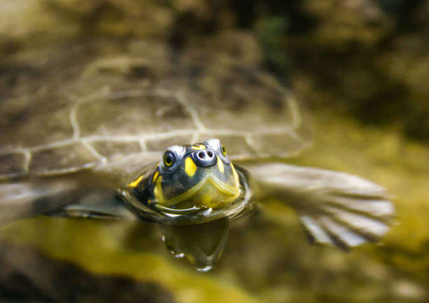 Map Turtle (Graptemys kohnii)