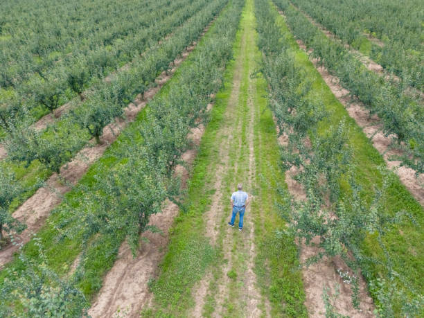istock Small business agriculture, plum plantation 2157741533
