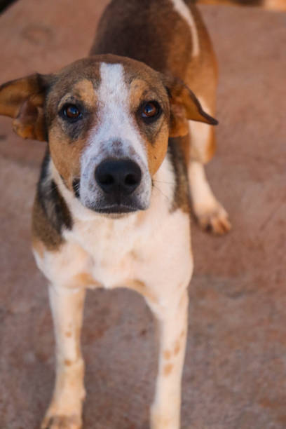istock Brazilian puppy looking intently somewhere 2157742736