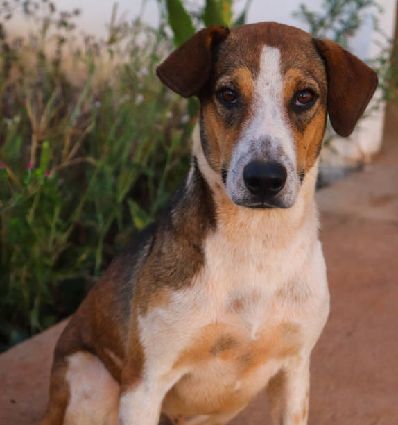 istock Brazilian puppy looking intently somewhere 2157742902