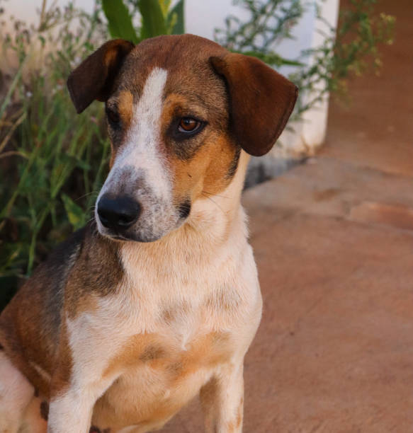 istock Brazilian puppy looking intently somewhere 2157742908