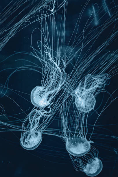 istock Sea jellyfish with long tentacles 2157743511