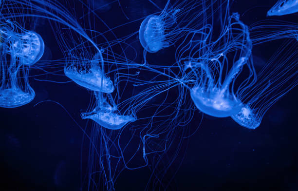 istock Sea jellyfish with long tentacles 2157743512