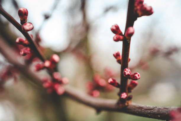 Free Stock Photo of Fresh red buds on a branch signaling the start of ...