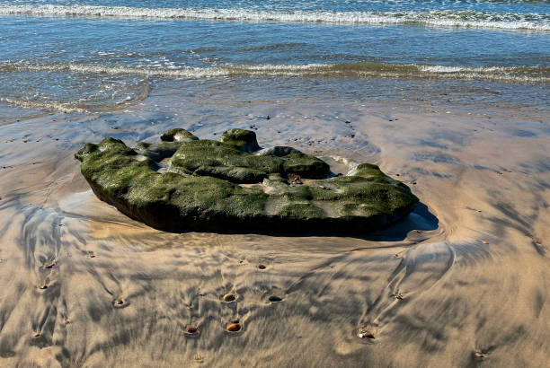 istock Rock Cluster Moss Torrey Pines State Reserve South Beach 2157744761