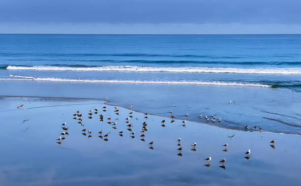 istock Flock Birds Blue Sky Torrey Pines State Reserve South Beach 2157744801