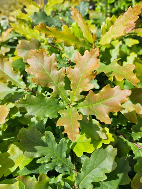 istock Close-up Of Fresh, New Oak Tree Leaves 2157745491