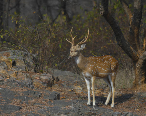 istock Chital also known as spotted deer in Ranthambore tiger reserve 2157745704