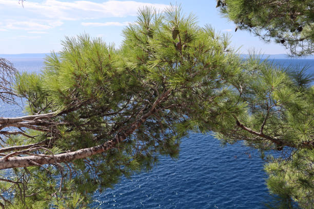 Maritime pine grove on the coastline of Liguria, Italy. Clear blue sky in the background. Scenic fish eye view from below.