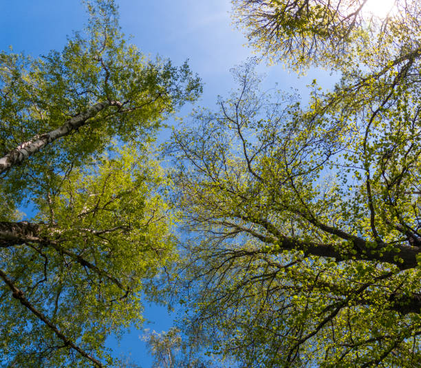 istock Trees from below in the spring against blue sky with sun rays 2157746591
