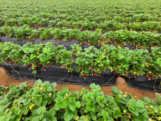 istock Strawberry picking in strawberry field on fruit farm. 2157748551