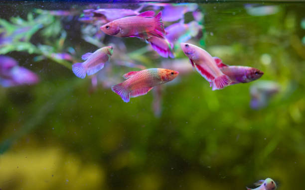 istock small  tropical fish in aquarium  , 2157749467
