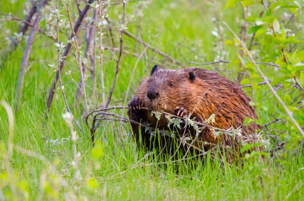 istock North American Beaver Chewing a Tree Branch 2157750794