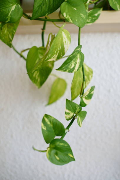 istock a potho decorates an indoor shelf. house plants 2157752021