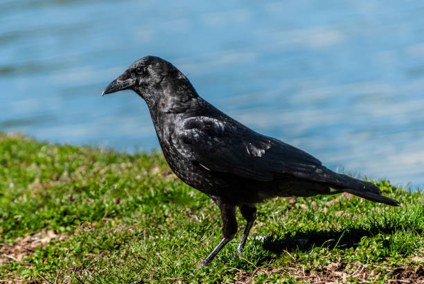 The American Crow (Corvus brachyrhynchos) is a large passerine bird common throughout much of North America.  The American crow is black, with iridescent feathers.  It looks like the Common Raven (Corvus Corax) but is much smaller in size.  The American crow was first described by the German ornithologist and pastor Christian Ludwig Brehm in 1822.  It is an omnivorous bird and will feed on anything it can find through scavenging or hunting.  The intelligent crow is able to modify and use natural tools to obtain food.  American crows reach breeding age at two years or more but most do not breed until they are four or five years old.  The nesting season starts in early April with birds building stick nests in trees and bushes.  A typical clutch is from three to six eggs which are incubated for 18 days.  Fledging takes place about 36 days after hatching.  This American crow was photographed while standing by Walnut Canyon Lakes in Flagstaff, Arizona,  USA.