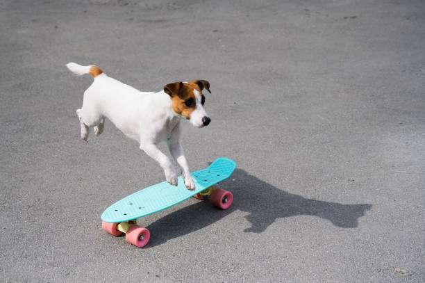 istock The dog rides a penny board outdoors. Jack russell terrier performing tricks on a skateboard 2157755051