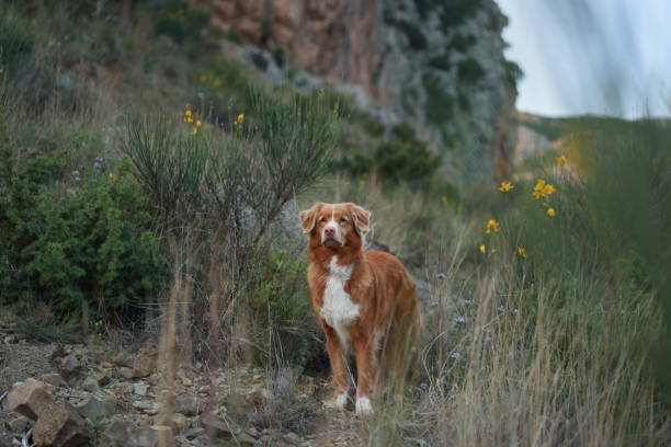 istock A brown dog stands on a rocky mountain ledge surrounded by wildflowers 2157757575