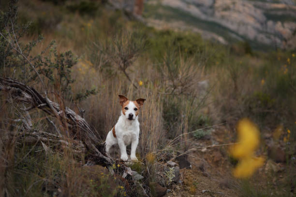 istock A Jack Russell Terrier dog stands on a fallen log in a dry place 2157757579